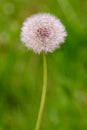 Dandelion blowball