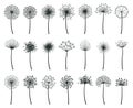 Dandelion blowball botanical fluff flower plants silhouettes. Hand drawn blooming dandelion blowball vector flat Royalty Free Stock Photo