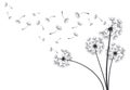 Dandelion blowball botanical plant fluffy flying seeds. Decorative blooming dandelions with fluffy flying seeds vector