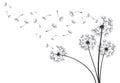 Dandelion blowball botanical plant fluffy flying seeds. Decorative blooming dandelions with fluffy flying seeds vector background