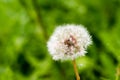 Dandelion blowball with bug inside, closeup