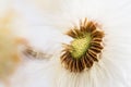 Dandelion Blowball Royalty Free Stock Photo