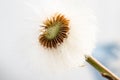 Dandelion Blowball Royalty Free Stock Photo