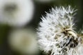 Dandelion Blowball Royalty Free Stock Photo