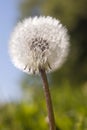 Dandelion blowball