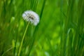 Dandelion blowball on green grass