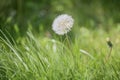 Dandelion blowball Royalty Free Stock Photo