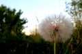 Dandelion blowball on the sky background