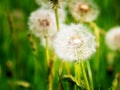 Dandelion blowballs Royalty Free Stock Photo