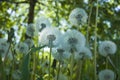 Dandelion blowballs in green grass in spring summer meadow. Close up Royalty Free Stock Photo