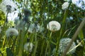 Dandelion blowballs in green grass in spring summer meadow. Close up Royalty Free Stock Photo