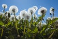 Dandelion blowballs in spring on background of blue sky. Close up Royalty Free Stock Photo