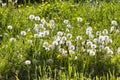 dandelion blowballs and yellow flowers growing in tall grass Royalty Free Stock Photo