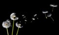 A Dandelion blowing Royalty Free Stock Photo