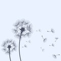 Dandelion blowing and scatter flying seeds, blowball flower silhouette