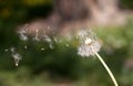 Dandelion blowing seeds Royalty Free Stock Photo