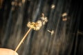 Dandelion blowing seeds
