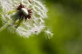 Dandelion blowing seeds in the wind against green Royalty Free Stock Photo