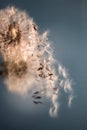 A Dandelion blowing seeds in the wind at dawn.Closeup,macro Royalty Free Stock Photo