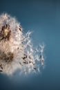 A Dandelion blowing seeds in the wind at dawn.Closeup,macro Royalty Free Stock Photo