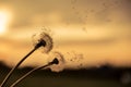 A Dandelion blowing seeds in the wind at dawn.Closeup,macro Royalty Free Stock Photo