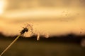 A Dandelion blowing seeds in the wind at dawn.Closeup,macro Royalty Free Stock Photo