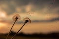 A Dandelion blowing seeds in the wind at dawn.Closeup,macro Royalty Free Stock Photo