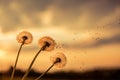 A Dandelion blowing seeds in the wind at dawn.Closeup,macro Royalty Free Stock Photo