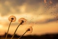 A Dandelion blowing seeds in the wind at dawn.Closeup,macro Royalty Free Stock Photo