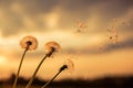 A Dandelion blowing seeds in the wind at dawn.Closeup,macro Royalty Free Stock Photo