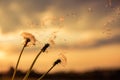 A Dandelion blowing seeds in the wind at dawn.Closeup,macro Royalty Free Stock Photo