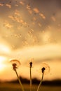 A Dandelion blowing seeds in the wind at dawn.Closeup,macro Royalty Free Stock Photo