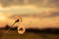 A Dandelion blowing seeds in the wind at dawn.Closeup,macro Royalty Free Stock Photo