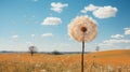 a dandelion blowing in the wind in a field Royalty Free Stock Photo