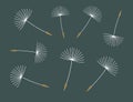 Dandelion blown seeds on dark blue background Royalty Free Stock Photo