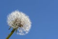 Dandelion. blue sky on background and dandelion. Dandelions full of seeds ready to fly Royalty Free Stock Photo