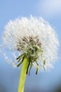 Dandelion. blue sky on background and dandelion. Dandelions full of seeds ready to fly Royalty Free Stock Photo