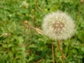 Dandelion