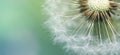 Dandelion blurred banner macro background. Flower closeup at sunset with space for text