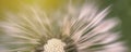 Dandelion blurred banner macro background. Flower closeup at sunset