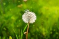 Dandelion on blurred green grass background. Selective focus. Royalty Free Stock Photo