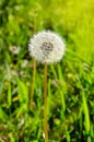 Dandelion on blurred green grass background. Selective focus. Tranquility Royalty Free Stock Photo