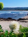 Dandelion with blurry beach background