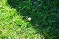 Dandelion on the border of light and shade in the garden Royalty Free Stock Photo