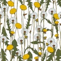 Dandelion botanical isolated illustration