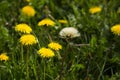 Dandelion, botanical name taraxacum officinale, is a perennial weed