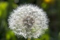 Dandelion, botanical name taraxacum officinale, is a perennial weed