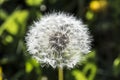 Dandelion, botanical name taraxacum officinale, is a perennial weed