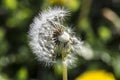 Dandelion, botanical name taraxacum officinale, is a perennial weed