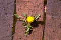 Dandelion and bricks